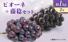 ぶどう ピオーネ 藤稔 セット 約1kg 2房 大粒 フルーツ 巨峰 宮城 宮城県 岩沼市 お届け：2025年8月中旬～2025年9月中旬