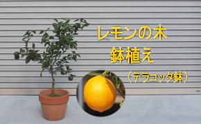 苗木 レモンの木鉢植え テラコッタ鉢 30cm 配送不可 北海道 沖縄 離島 れもん 檸檬 Lemon 観葉植物 ガーデニング 花 実 香り 箱から出してそのまま設置するだけ 