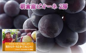 ぶどう ピオーネ 2025年発送 2房 化粧箱入り ブドウ 葡萄 デザート フルーツ 果物 (有)ティース 配送不可：離島 