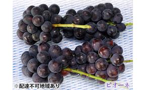 ニュー ピオーネ 3～4房 約2kg 高梁市産 2025年 先行予約 しばくらぶどう園 葡萄 フルーツ 岡山 果物 